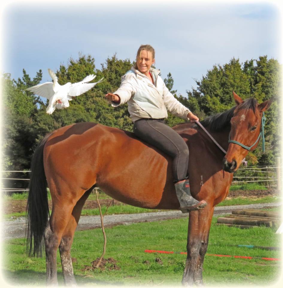 Gelding Origin Recorded For sale 2021 Bay