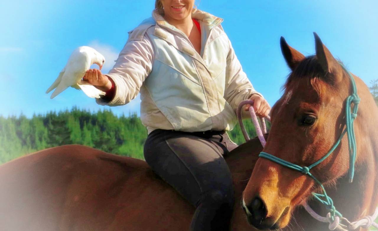 Gelding Origin Recorded For sale 2021 Bay