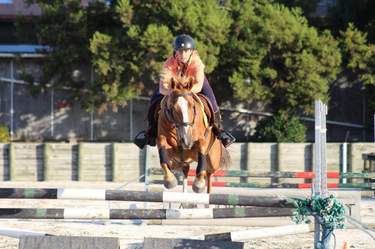 Gelding Origin Recorded For sale 2021 Bay