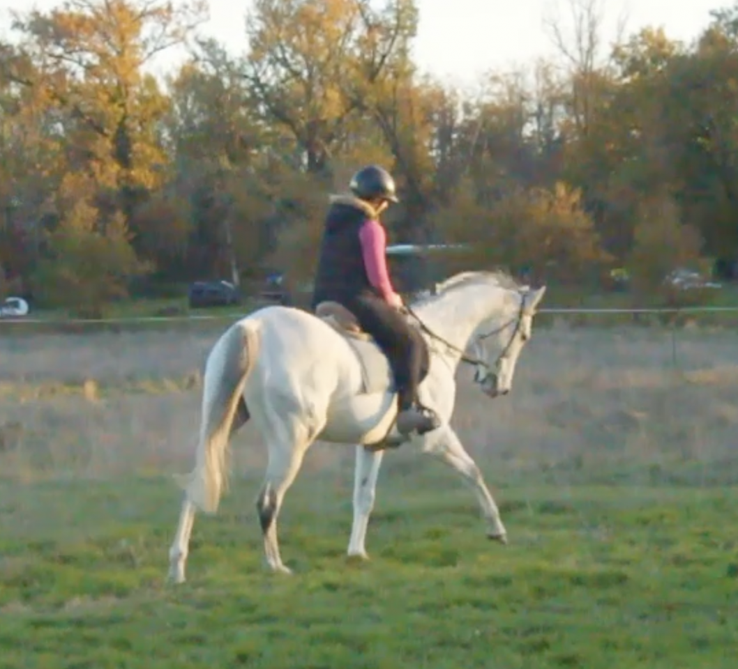 Gelding AQPS For sale 2015 White