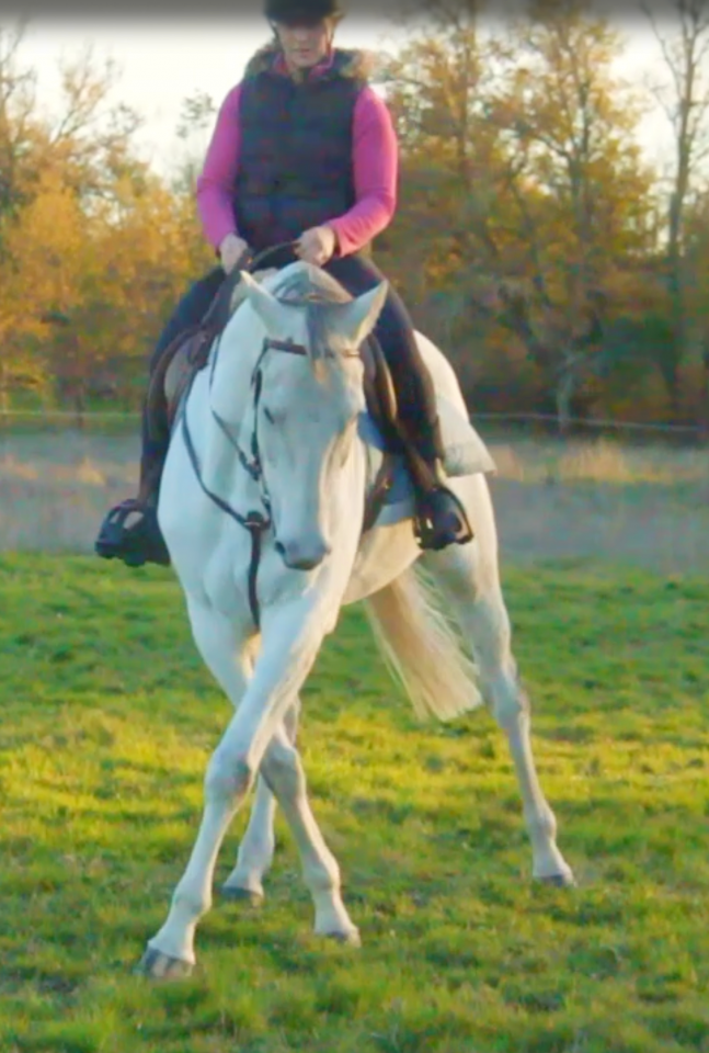 Gelding AQPS For sale 2015 White