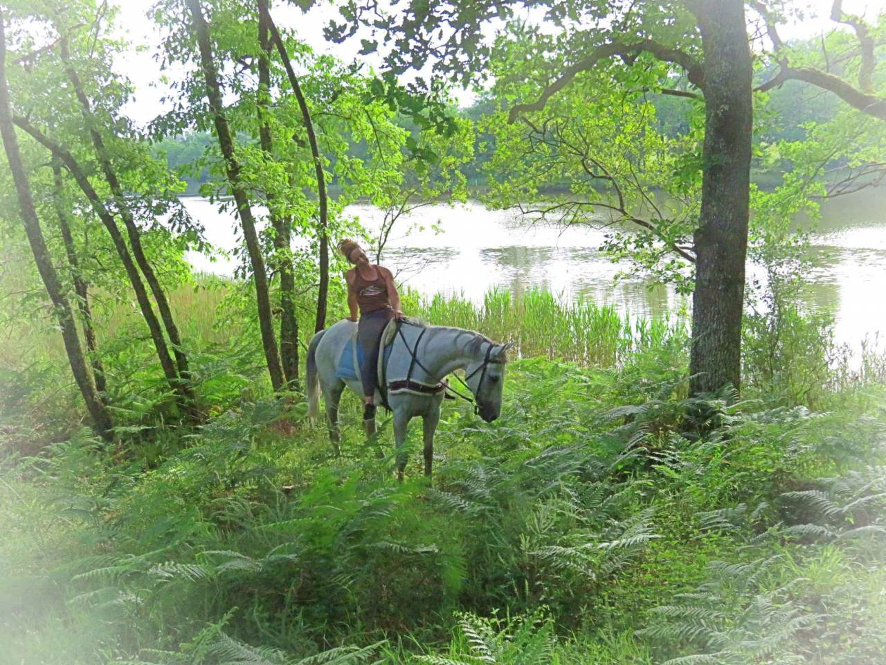 Gelding AQPS For sale 2015 White