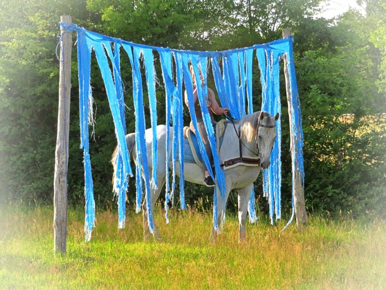 Gelding AQPS For sale 2015 White