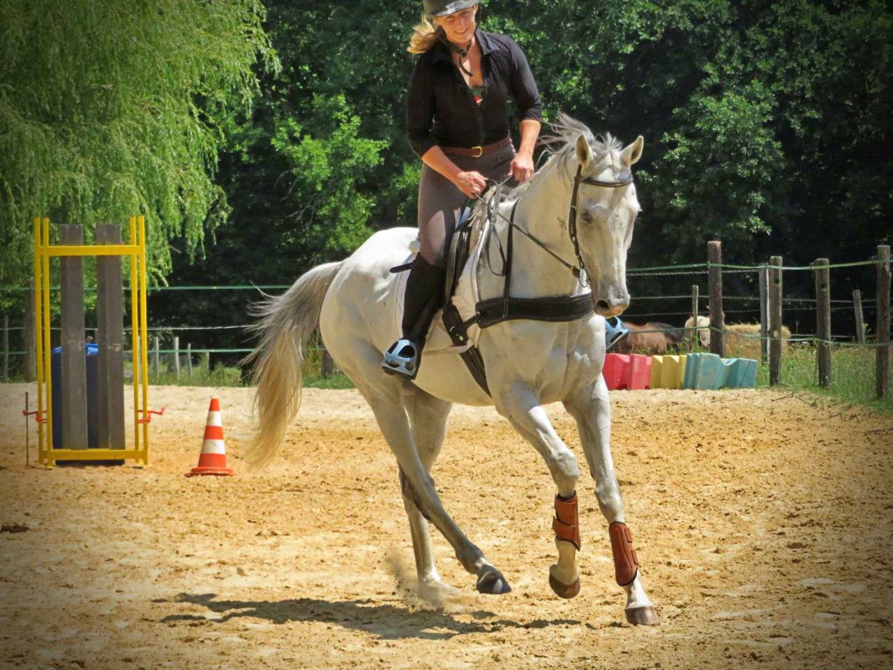Gelding AQPS For sale 2015 White