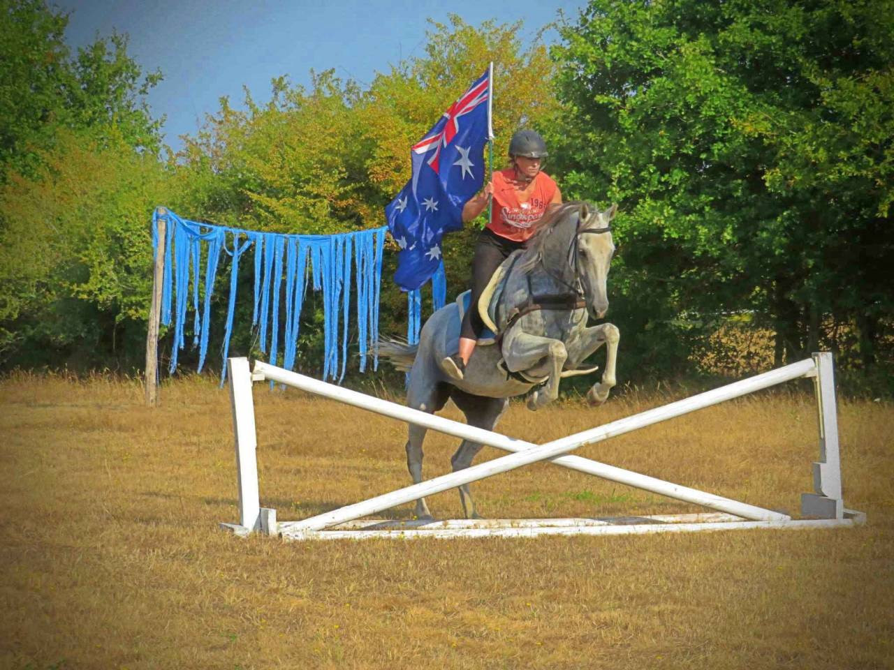Gelding AQPS For sale 2015 White