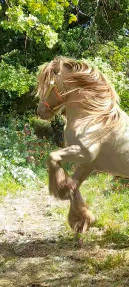 CAPPUCINO DREAM VANT ZILTE GORS - Gypsy Cob 2019 by San Cler Nero