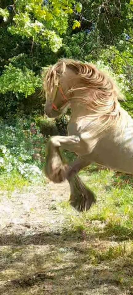 CAPPUCINO DREAM VANT ZILTE GORS - Gypsy Cob 2019 by San Cler Nero