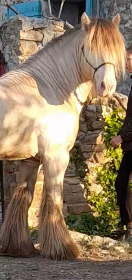 CAPPUCINO DREAM VANT ZILTE GORS - Gypsy Cob 2019 by San Cler Nero