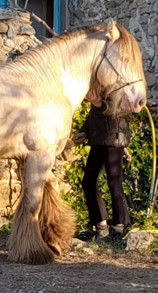 CAPPUCINO DREAM VANT ZILTE GORS - Gypsy Cob 2019 by San Cler Nero