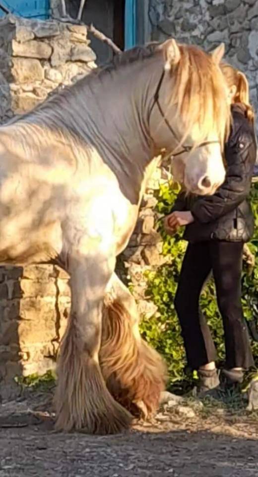 CAPPUCINO DREAM VANT ZILTE GORS - Gypsy Cob 2019 by San Cler Nero