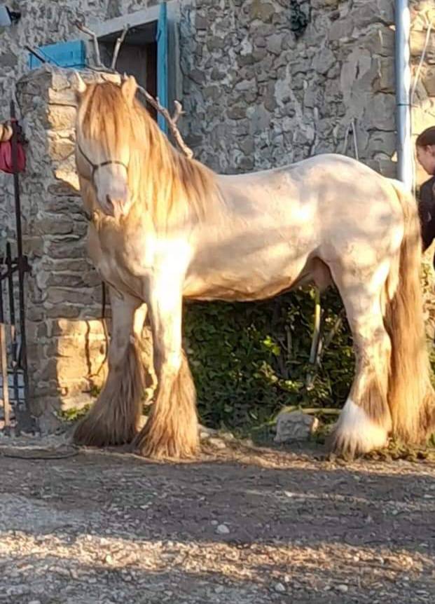 CAPPUCINO DREAM VANT ZILTE GORS - Gypsy Cob 2019 by San Cler Nero