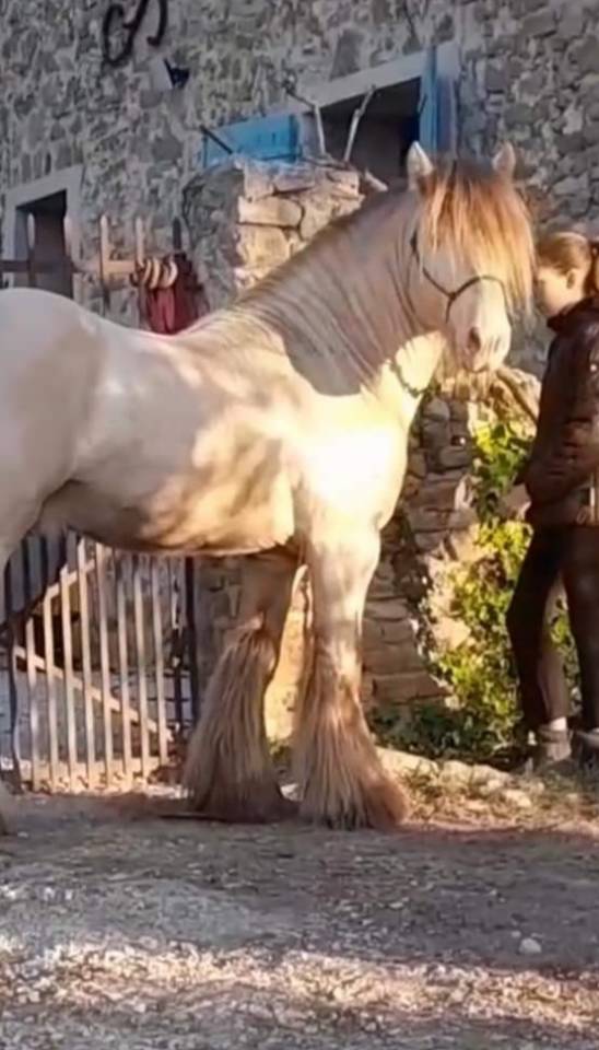 CAPPUCINO DREAM VANT ZILTE GORS - Gypsy Cob 2019 by San Cler Nero