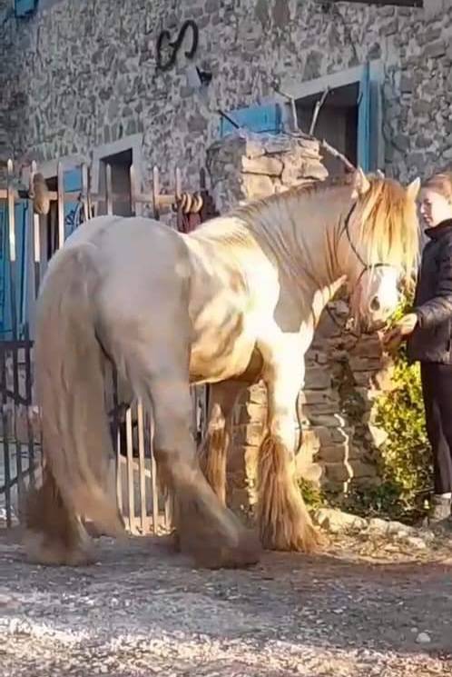 CAPPUCINO DREAM VANT ZILTE GORS - Gypsy Cob 2019 by San Cler Nero