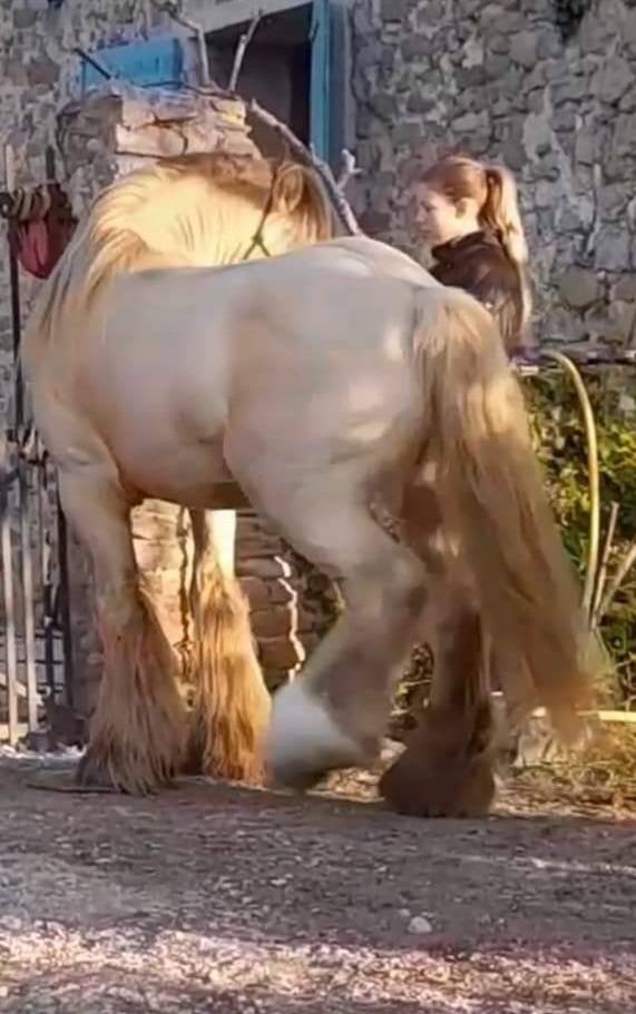 CAPPUCINO DREAM VANT ZILTE GORS - Gypsy Cob 2019 by San Cler Nero