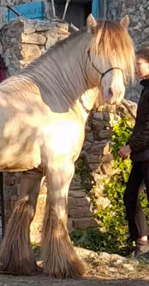 CAPPUCINO DREAM VANT ZILTE GORS - Gypsy Cob 2019 by San Cler Nero