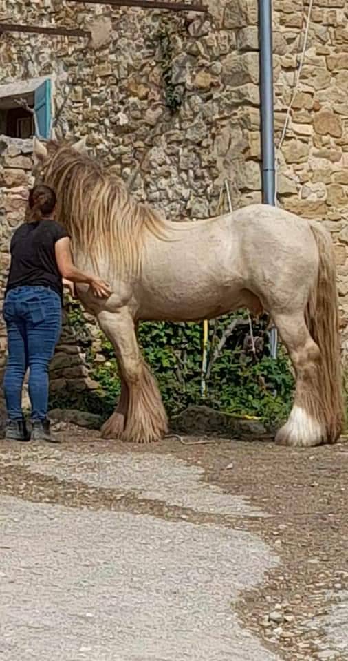 CAPPUCINO DREAM VANT ZILTE GORS - Gypsy Cob 2019 by San Cler Nero
