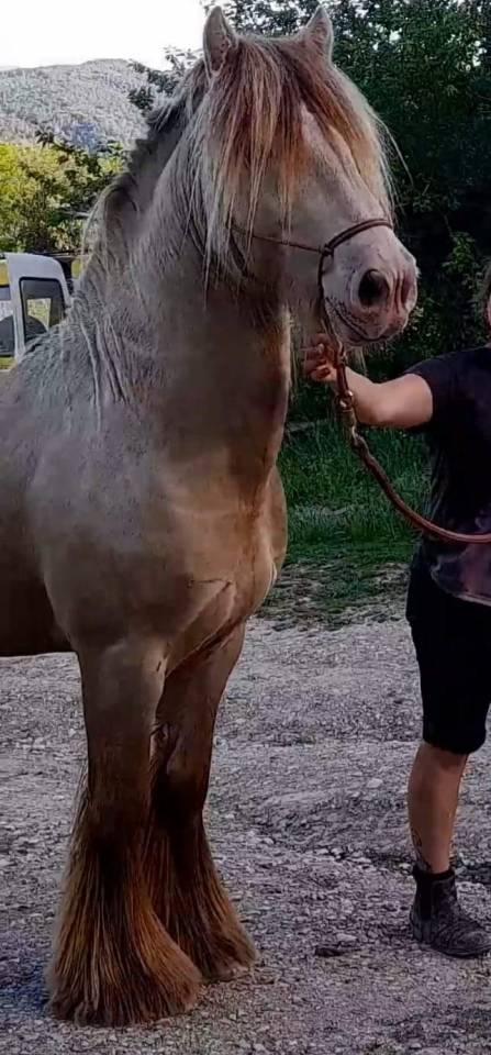 CAPPUCINO DREAM VANT ZILTE GORS - Gypsy Cob 2019 by San Cler Nero