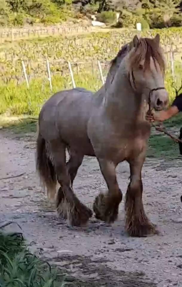 CAPPUCINO DREAM VANT ZILTE GORS - Gypsy Cob 2019 by San Cler Nero