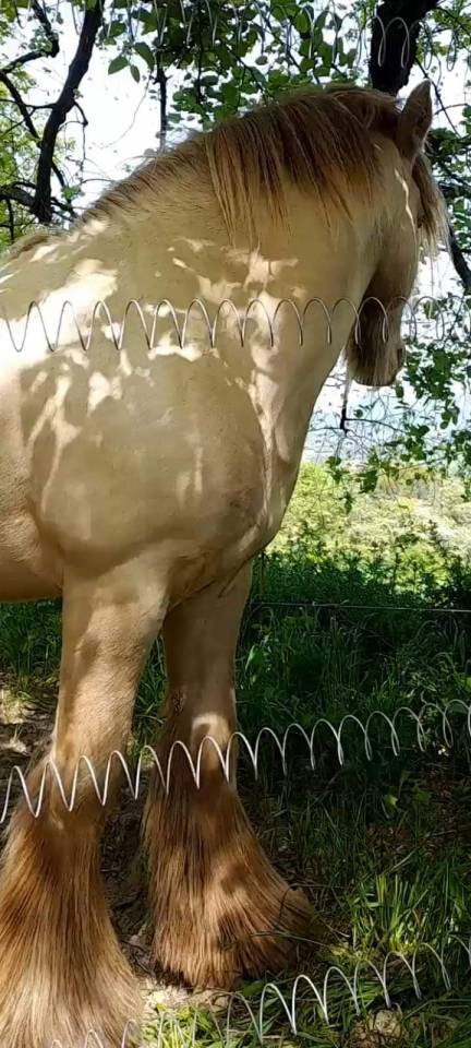 CAPPUCINO DREAM VANT ZILTE GORS - Gypsy Cob 2019 by San Cler Nero