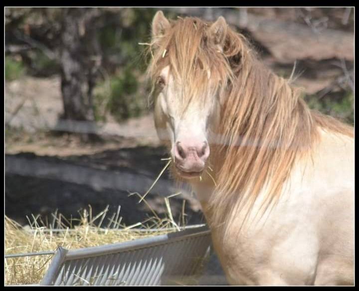CAPPUCINO DREAM VANT ZILTE GORS - Gypsy Cob 2019 by San Cler Nero