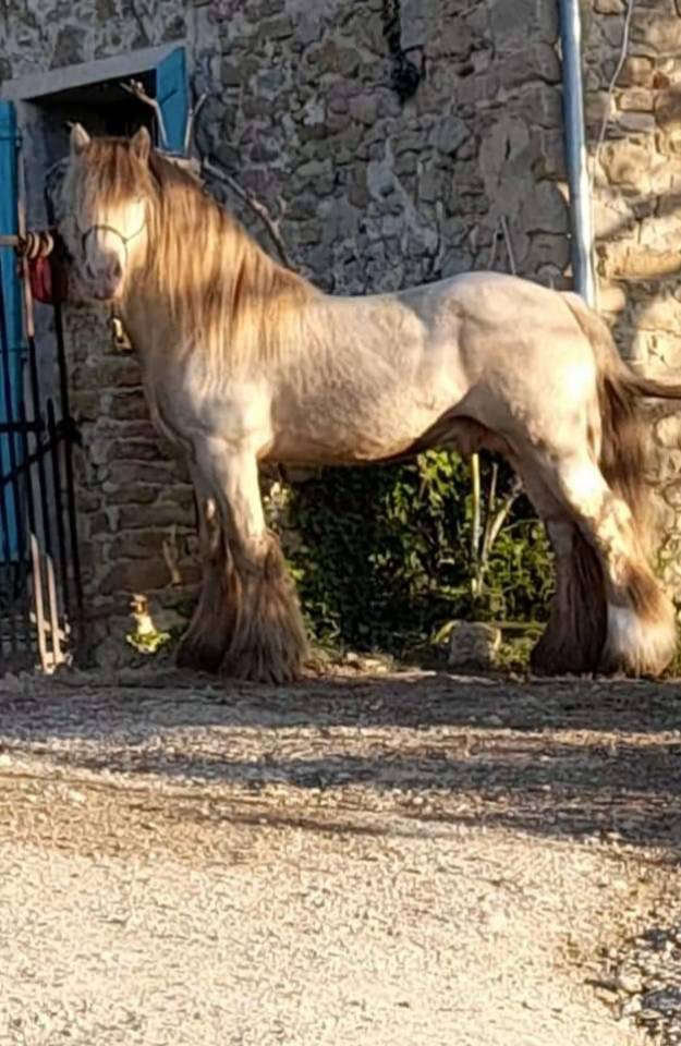 CAPPUCINO DREAM VANT ZILTE GORS - Gypsy Cob 2019 by San Cler Nero