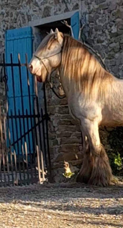 CAPPUCINO DREAM VANT ZILTE GORS - Gypsy Cob 2019 by San Cler Nero