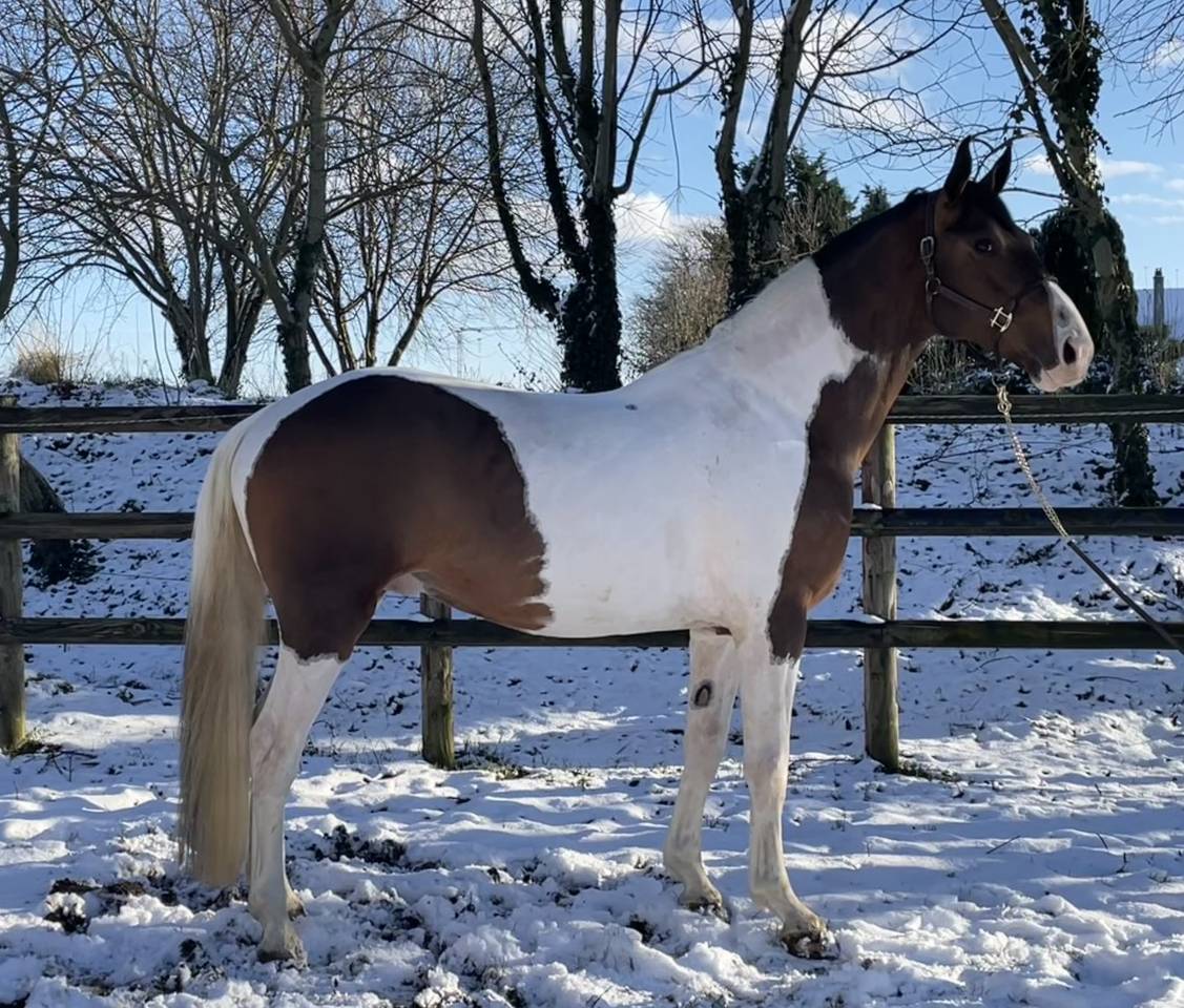 JERICHO DU LAGON - Saddle Horse 2019 by Envol van de Rib