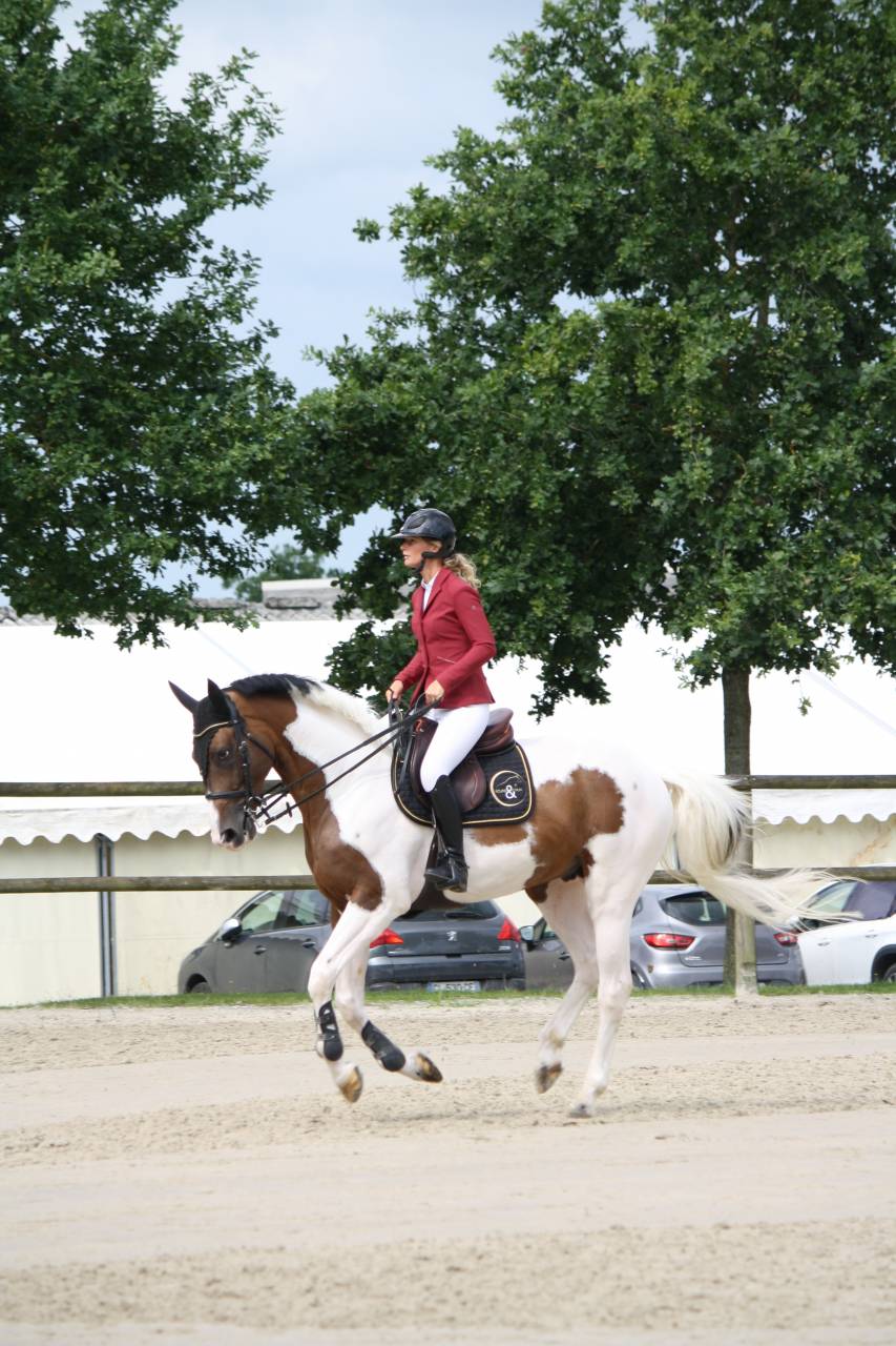 JERICHO DU LAGON - Saddle Horse 2019 by Envol van de Rib