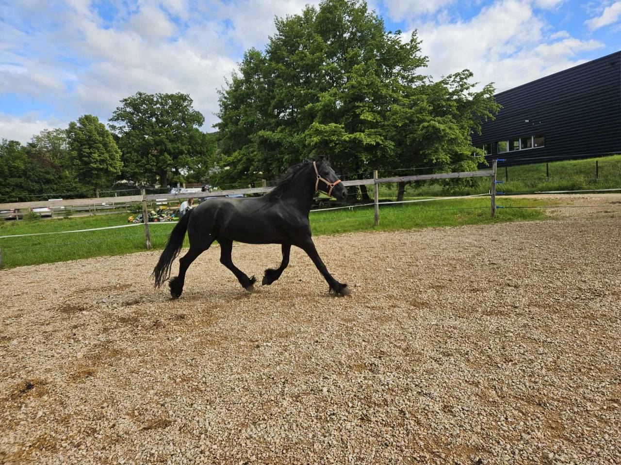 Mare Friesian Arabian For sale 2008 Black
