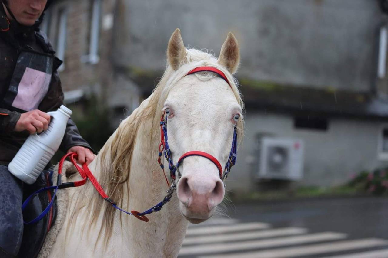 Dream - Arabian Half Blood 2018