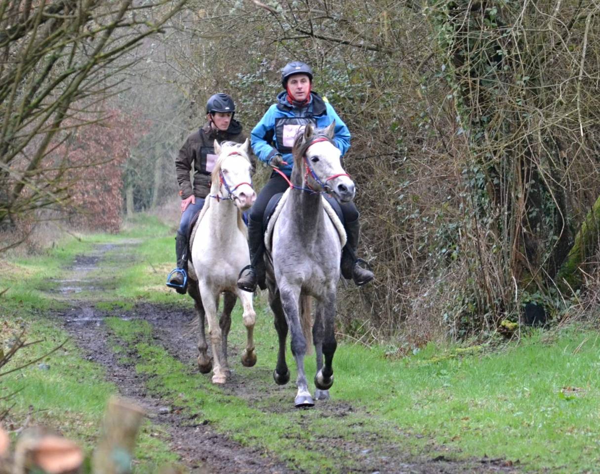 Dream - Arabian Half Blood 2018