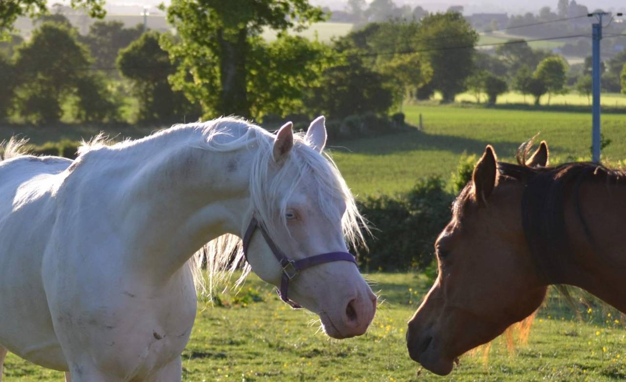 Dream - Arabian Half Blood 2018