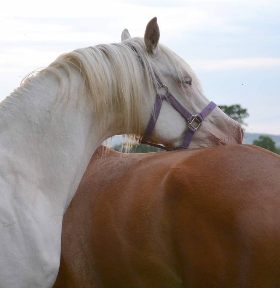 Dream - Arabian Half Blood 2018