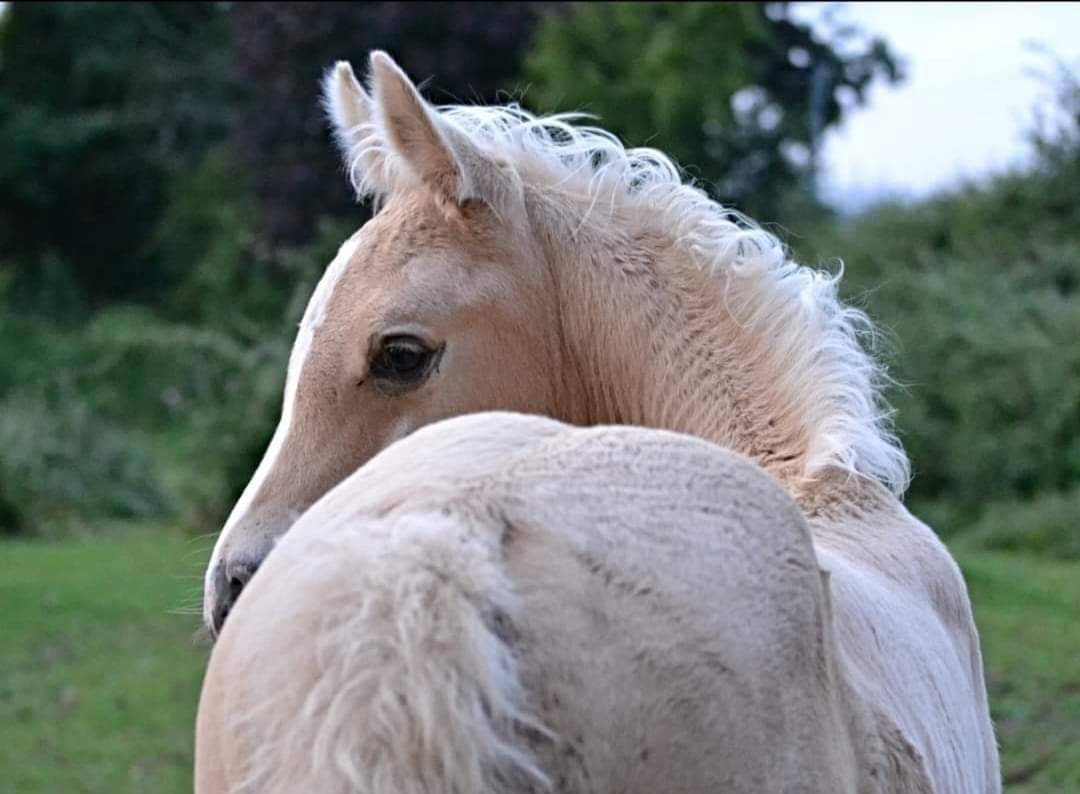 Dream - Arabian Half Blood 2018