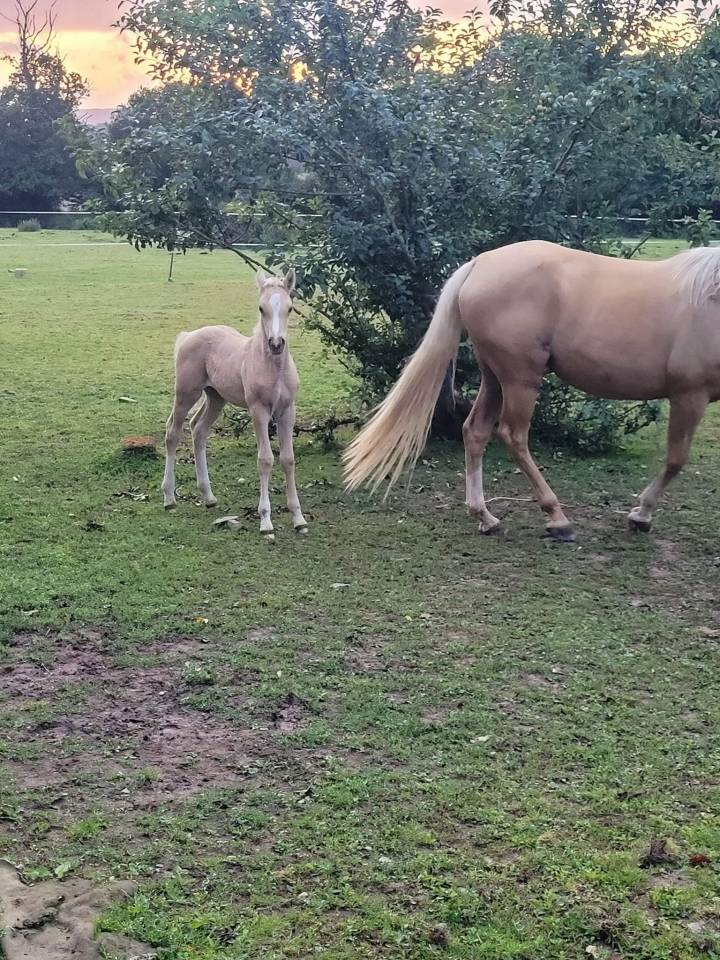 Dream - Arabian Half Blood 2018