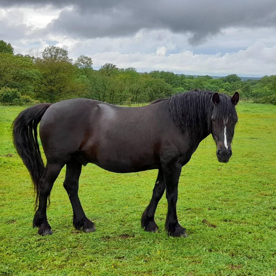 Gelding Origin Recorded For sale 2017 Black