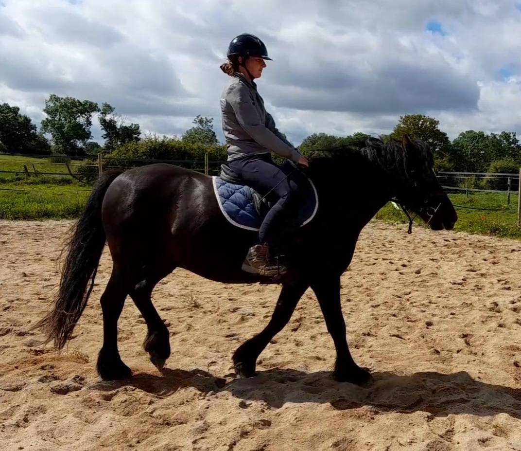 Gelding Origin Recorded For sale 2017 Black