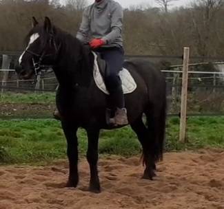 Gelding Origin Recorded For sale 2017 Black