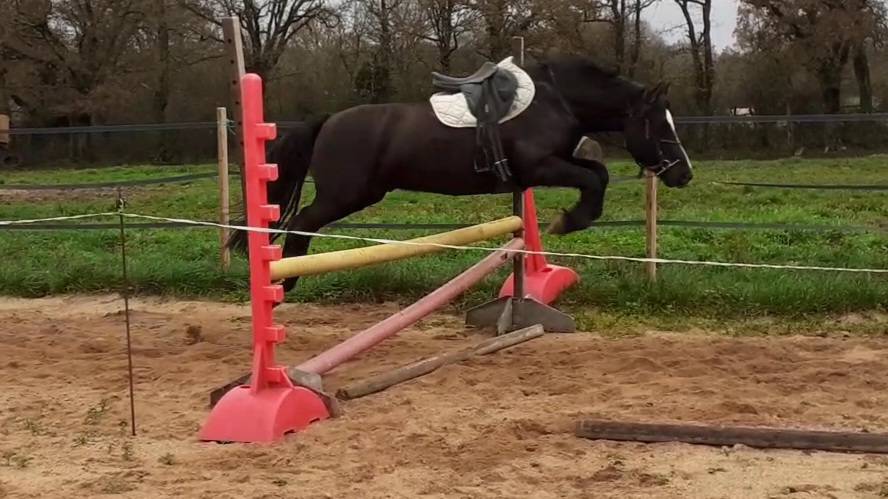 Gelding Origin Recorded For sale 2017 Black