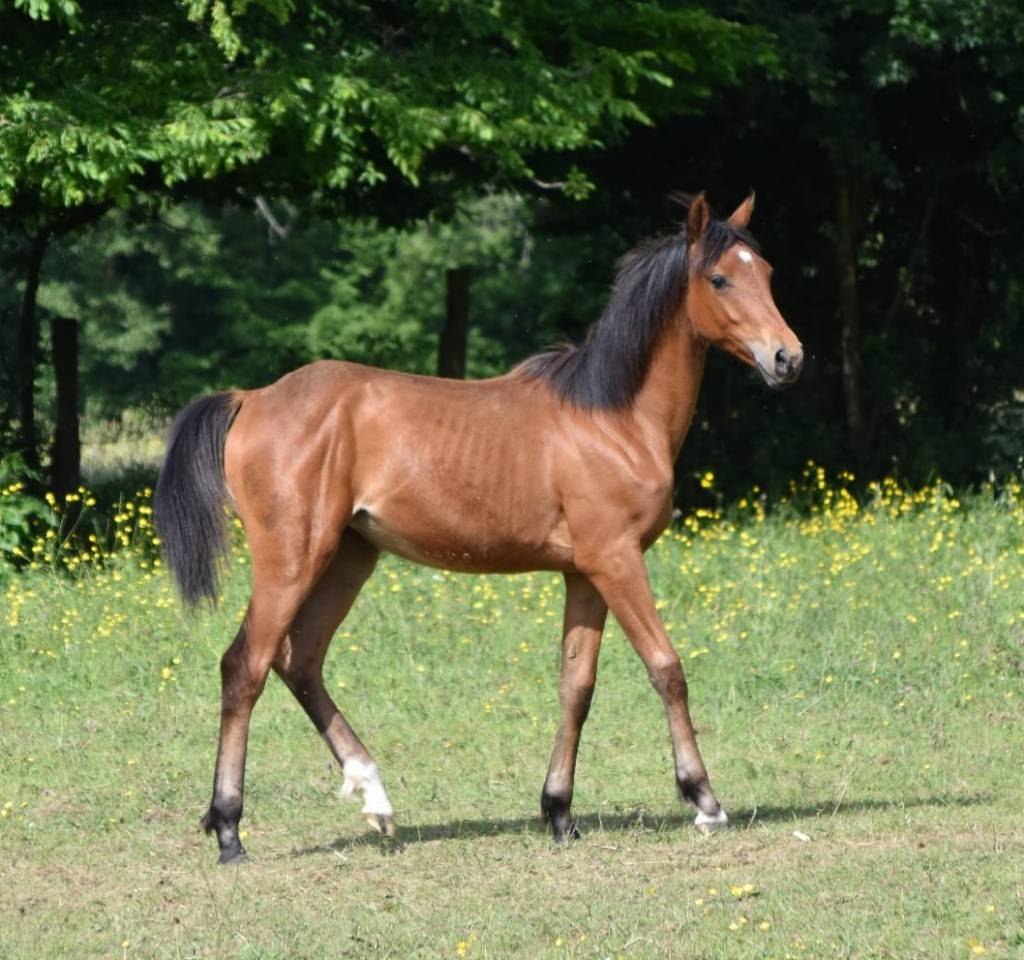 Filly Arabian Half Blood For sale 2024 Bay