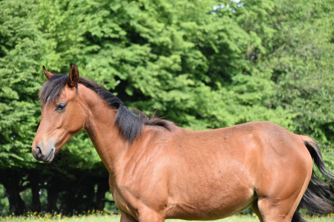 Filly Arabian Half Blood For sale 2024 Bay