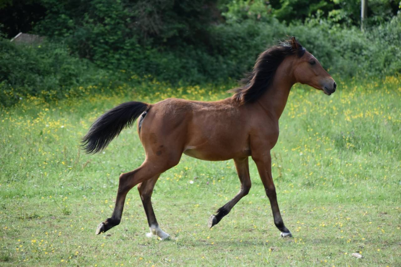 Filly Arabian Half Blood For sale 2024 Bay