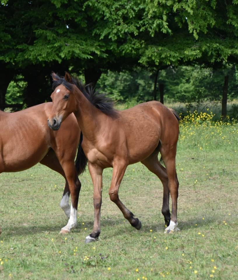 Filly Arabian Half Blood For sale 2024 Bay