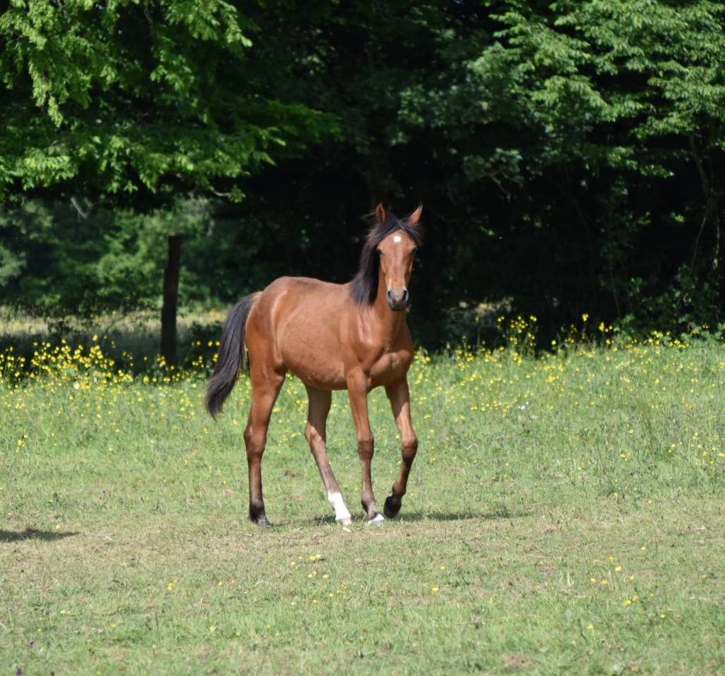 Filly Arabian Half Blood For sale 2024 Bay
