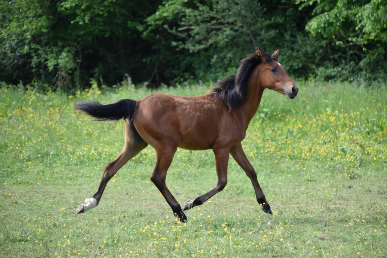 Filly Arabian Half Blood For sale 2024 Bay