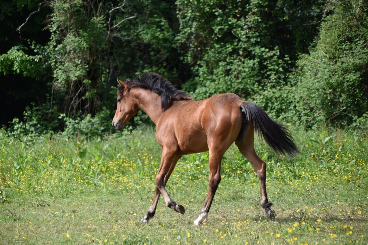 Filly Arabian Half Blood For sale 2024 Bay