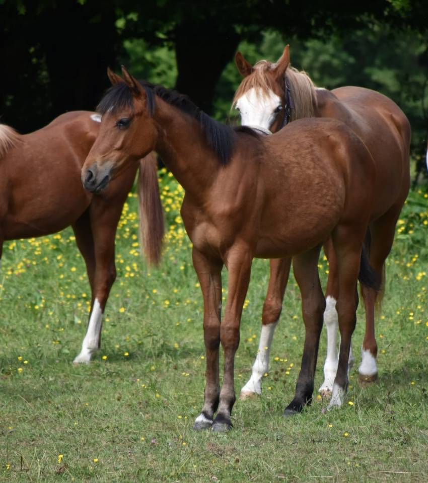 Filly Arabian Half Blood For sale 2024 Bay