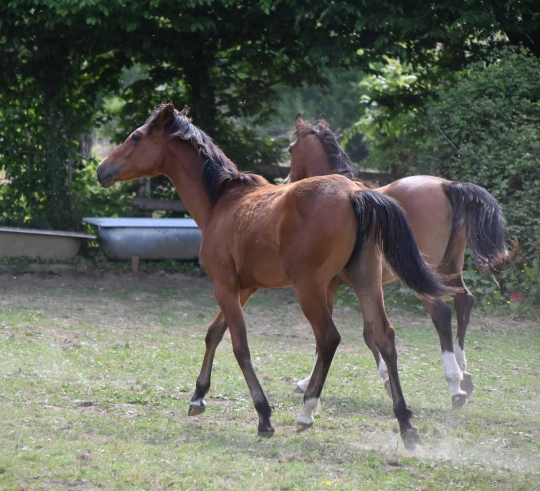 Filly Arabian Half Blood For sale 2024 Bay