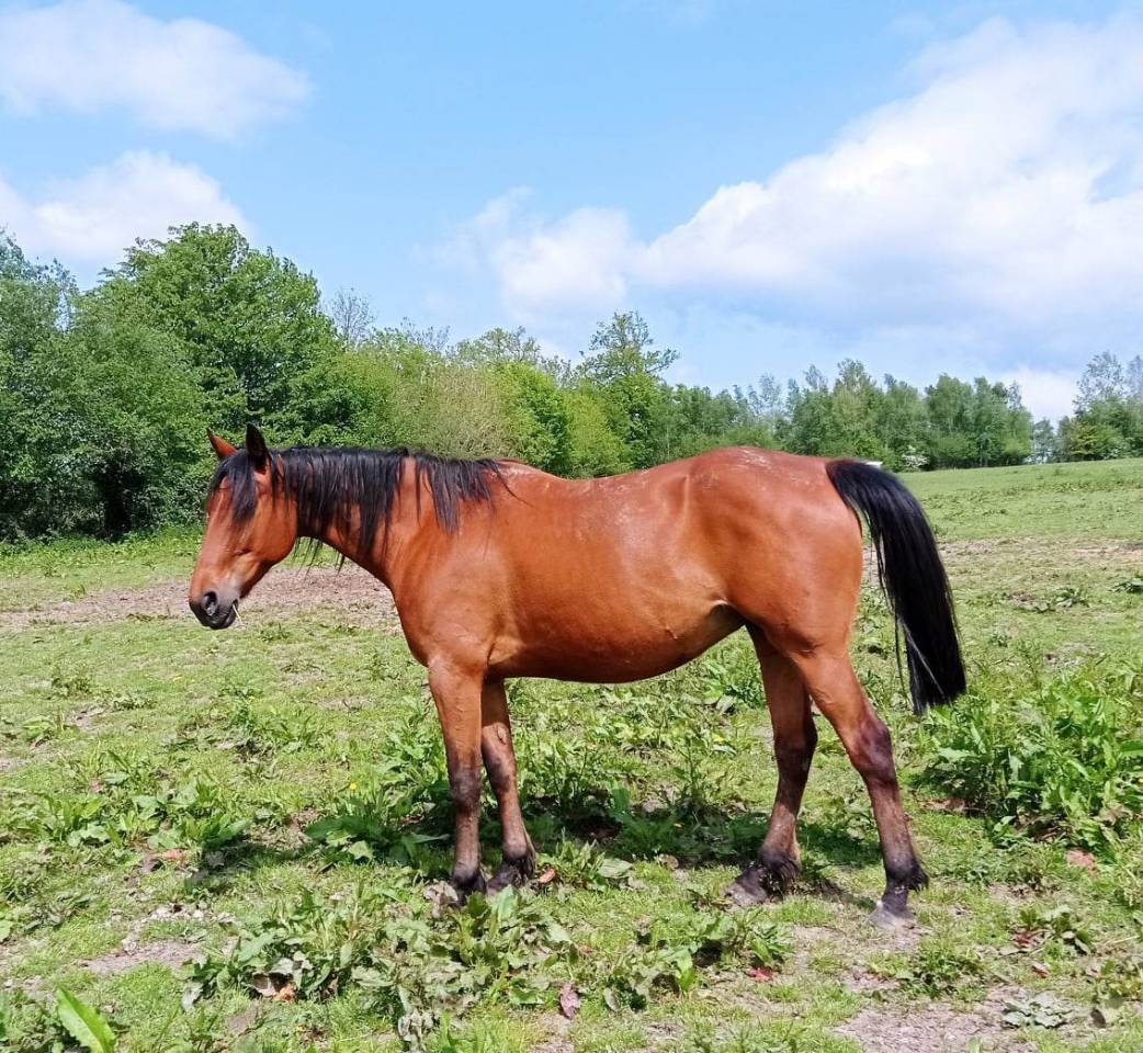 Filly Arabian Half Blood For sale 2024 Bay
