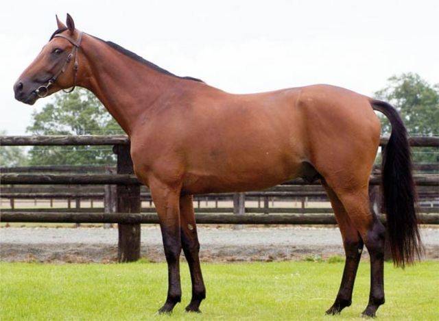 Filly Arabian Half Blood For sale 2024 Bay